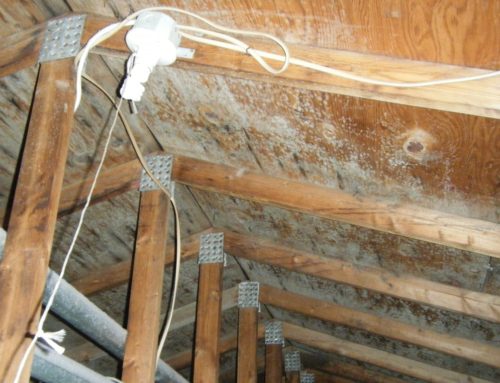 Mold Growth Develop Through Roof Leaks