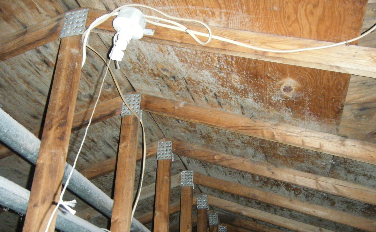 Mold Growth Develop Through Roof Leaks