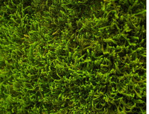 How Moss Affects Your Roof